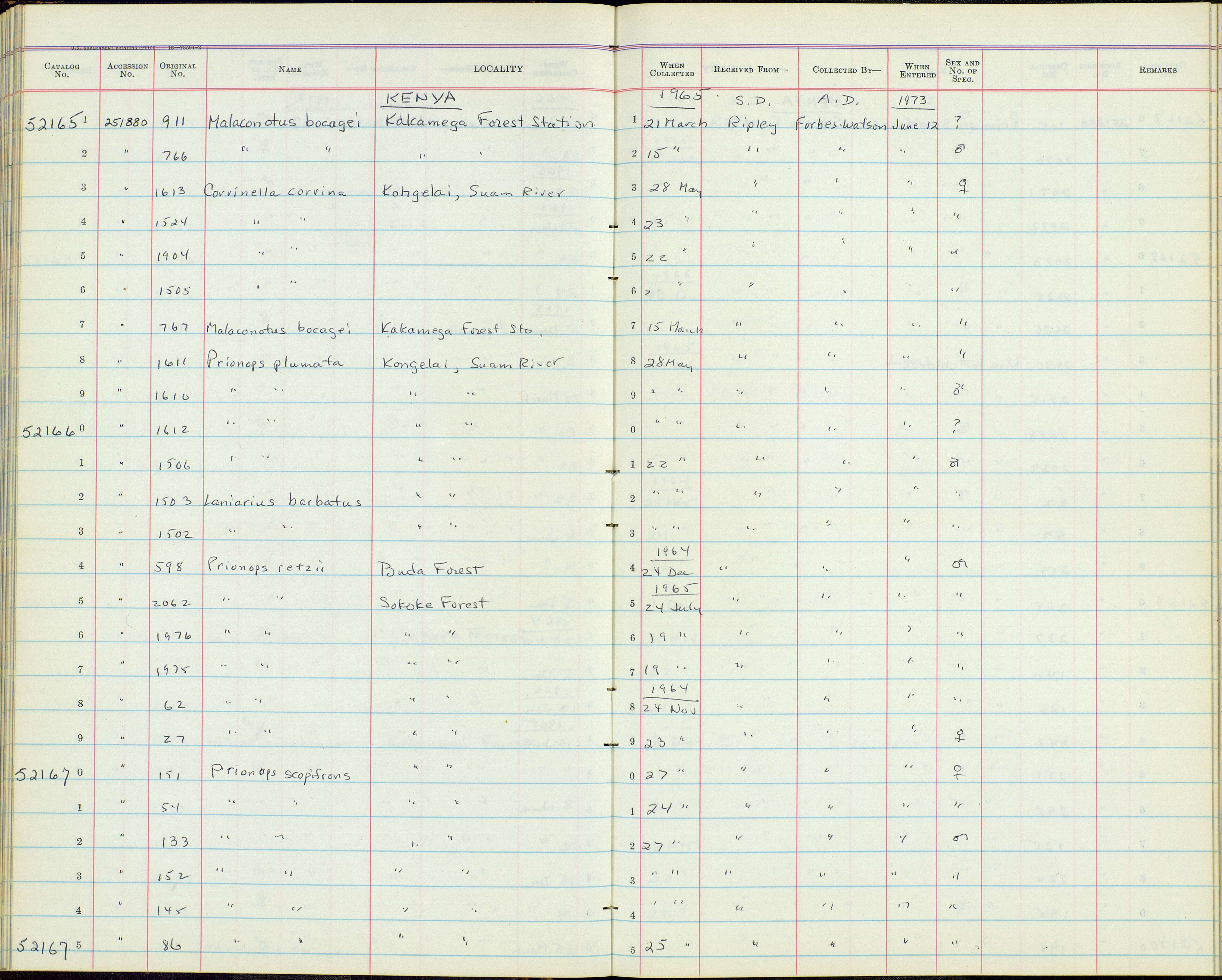 Image de Prionops scopifrons kirki (Sclater & WL 1924)