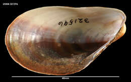 Image of Modiolus areolatus (Gould 1850)