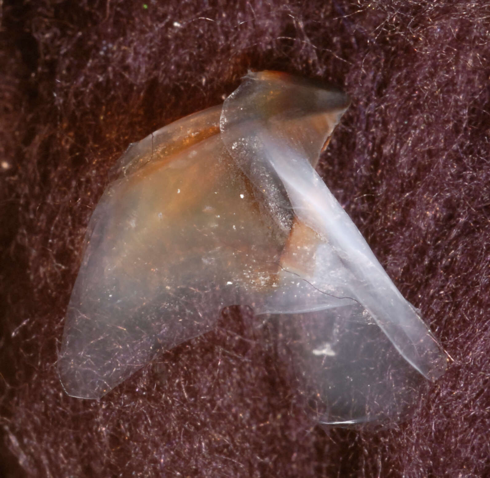 Image of pink scaled squid