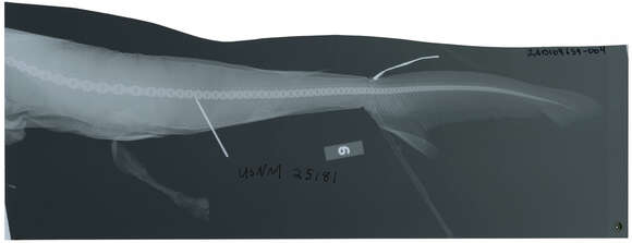 Imagem de Rhizoprionodon terraenovae (Richardson 1836)