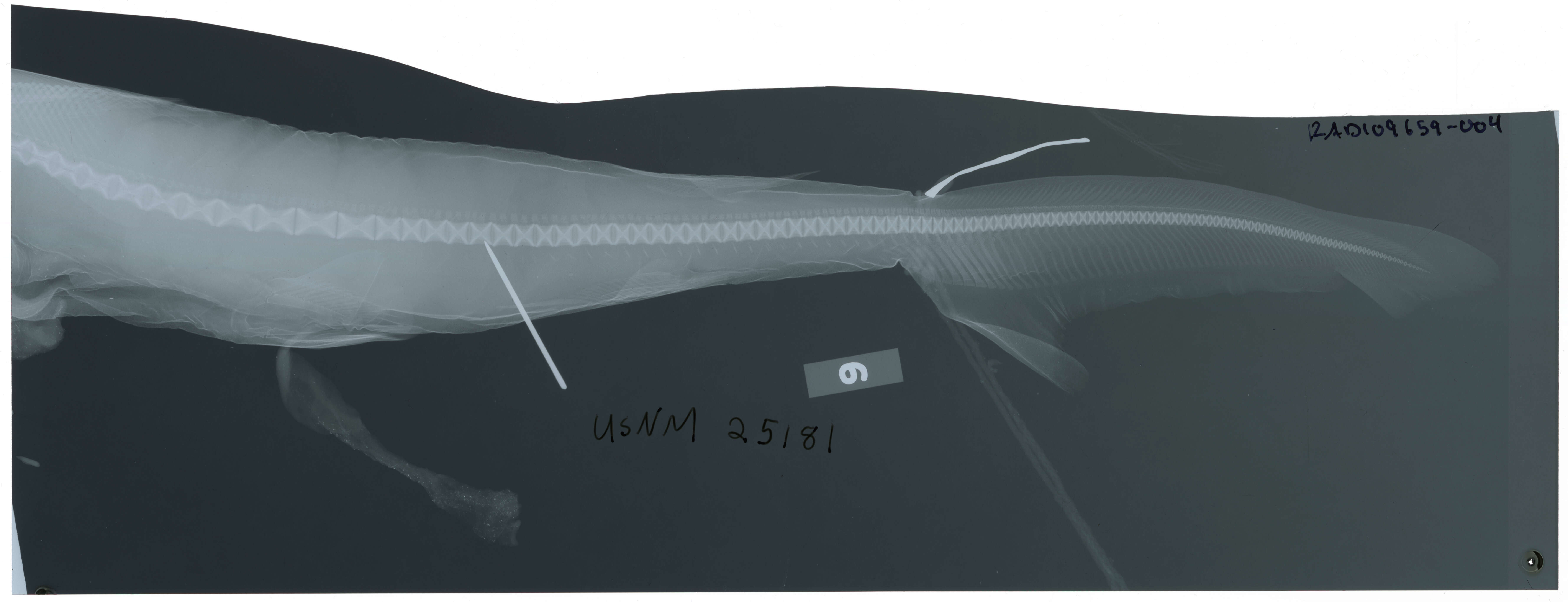 صورة Rhizoprionodon terraenovae (Richardson 1836)