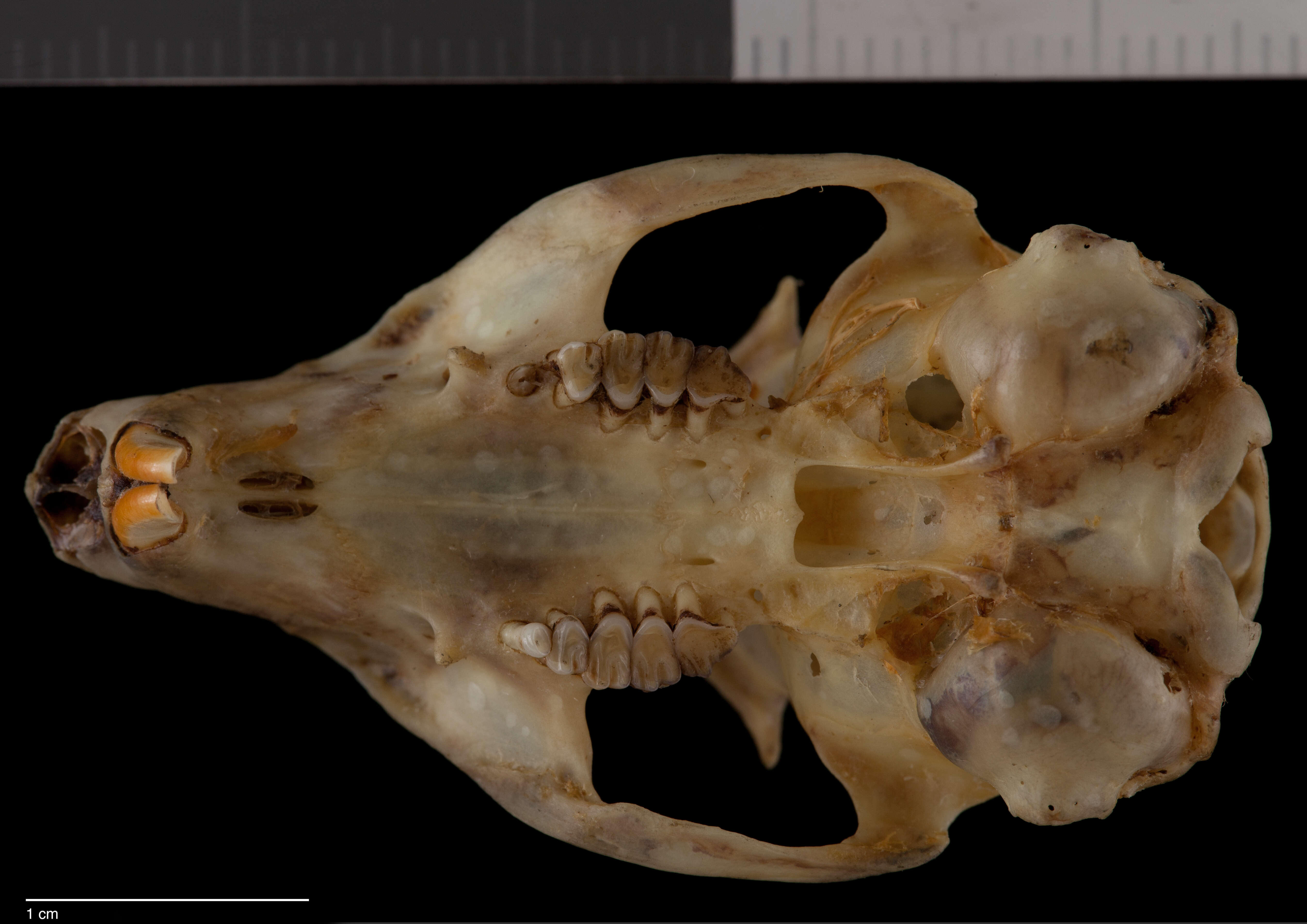 صورة Ictidomys parvidens (Mearns 1896)