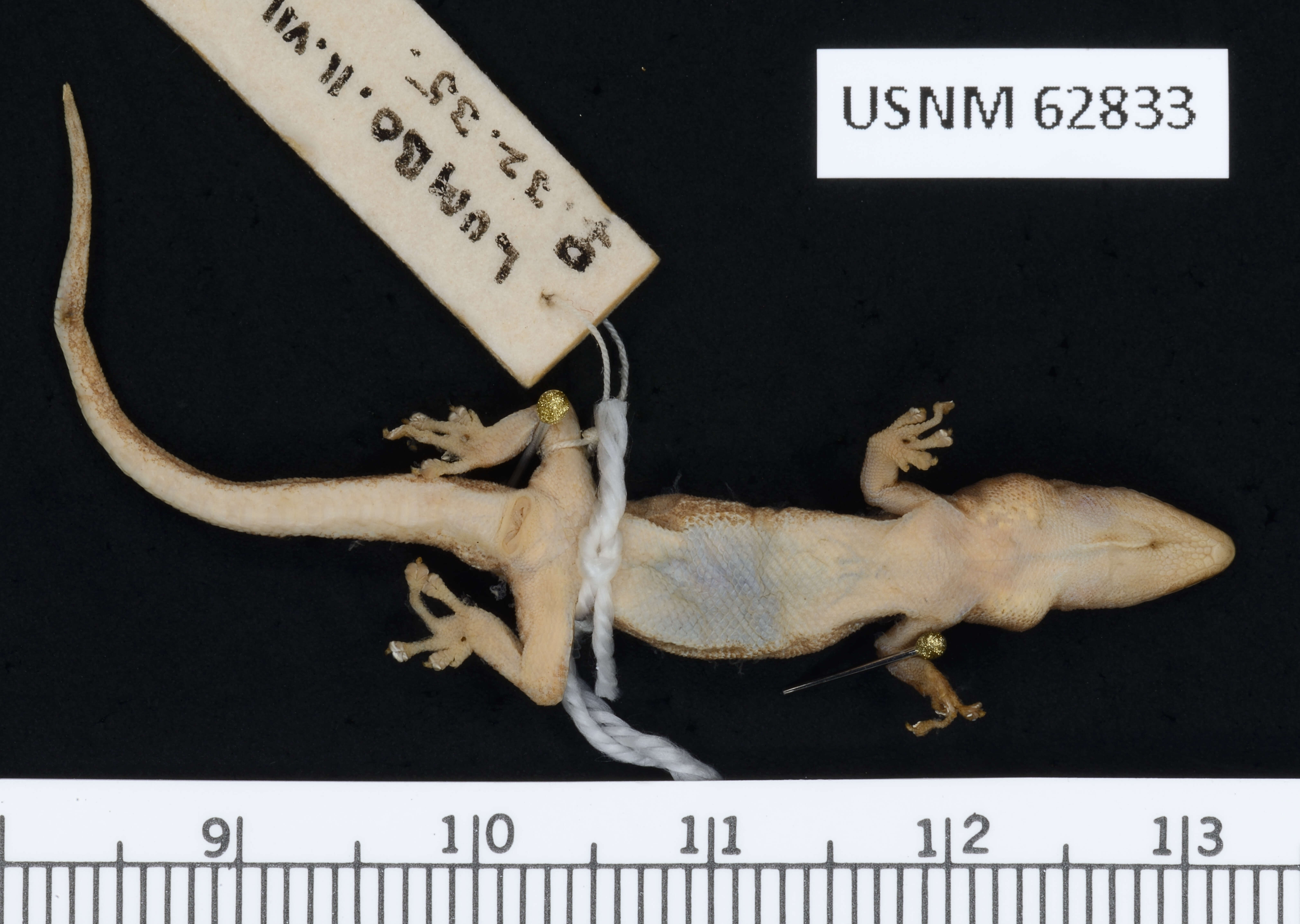 Lygodactylus grotei Sternfeld 1911 resmi