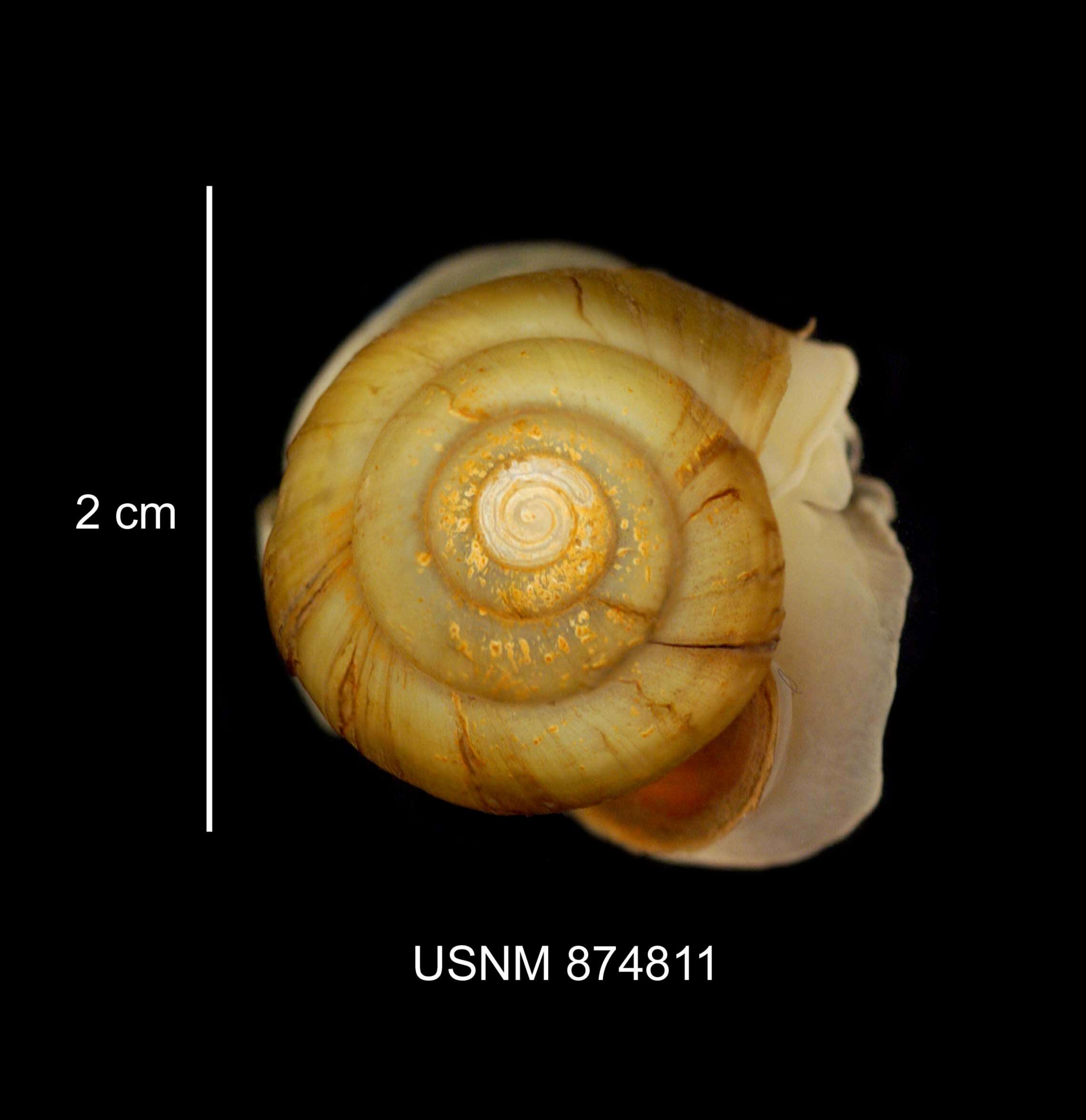 Image of Campeloma Rafinesque 1819