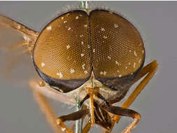 صورة Tabanus conius Philip 1959