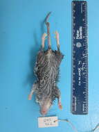 Image of White-footed Deermouse