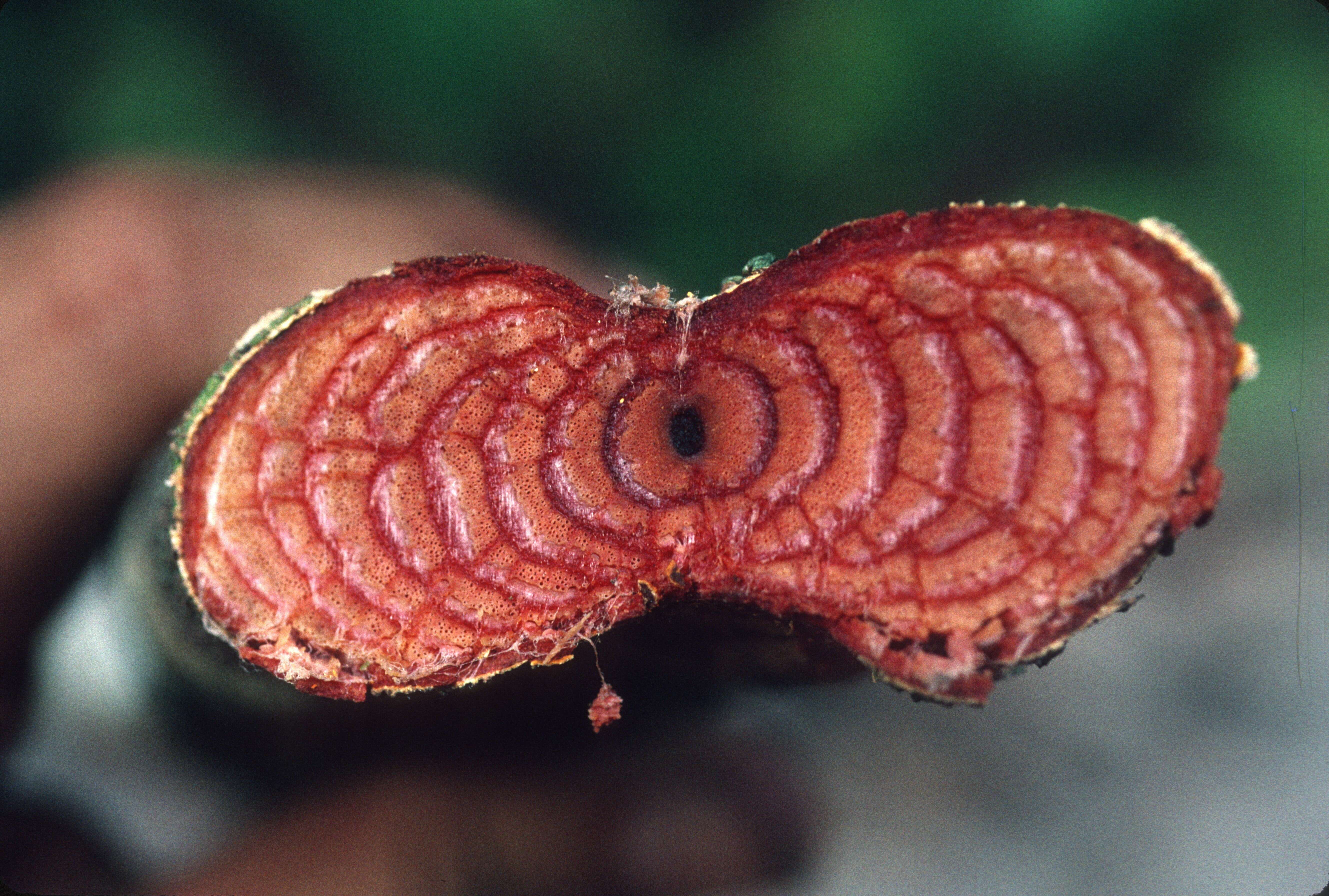 Image of Carex lemanniana Boott