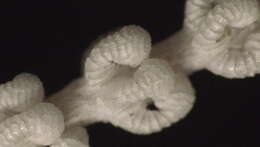 Imagem de Callogorgia americana Cairns & Bayer 2002