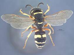 Image of Philanthus ventralis (Mickel 1918)