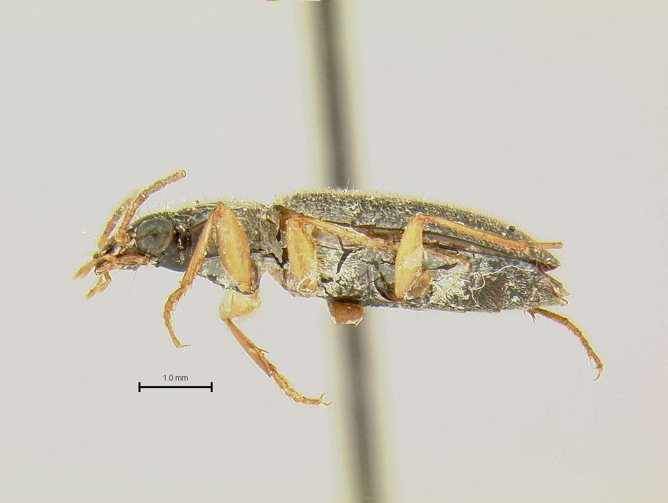 Слика од Anchonoderus unicolor Chaudoir 1850