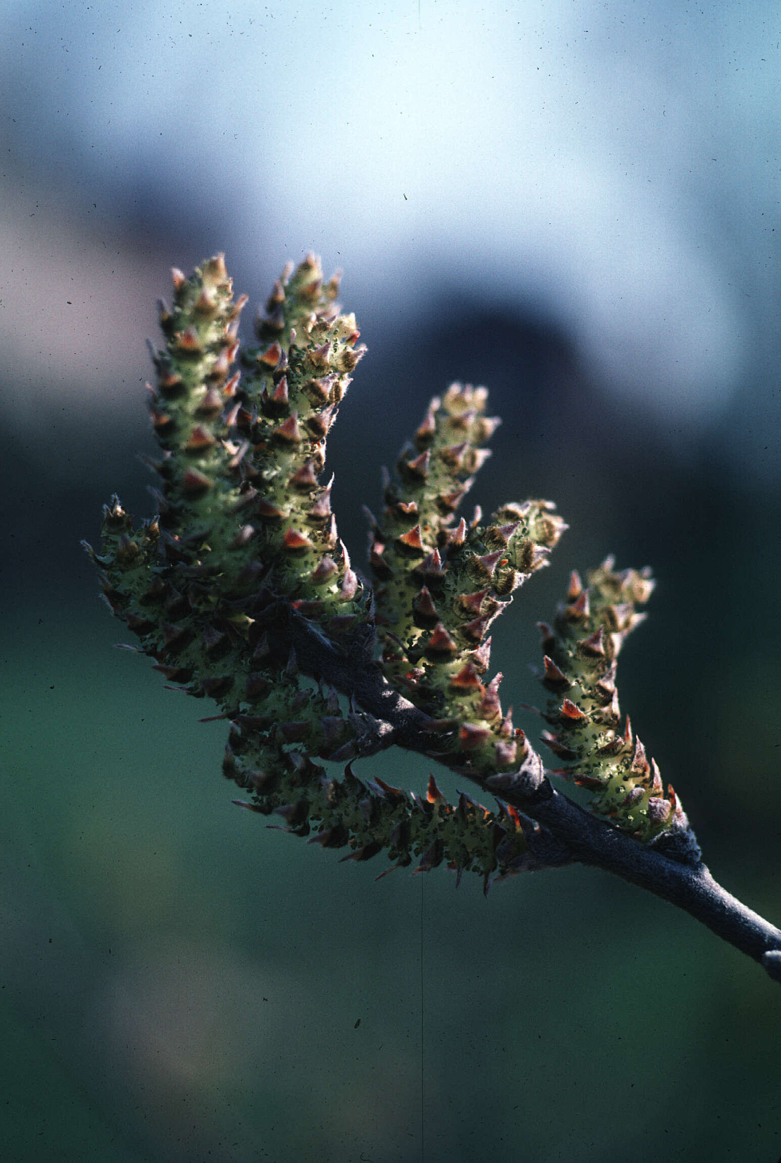 Image of Corkwood