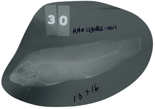 Plancia ëd Pseudochromis perspicillatus Günther 1862