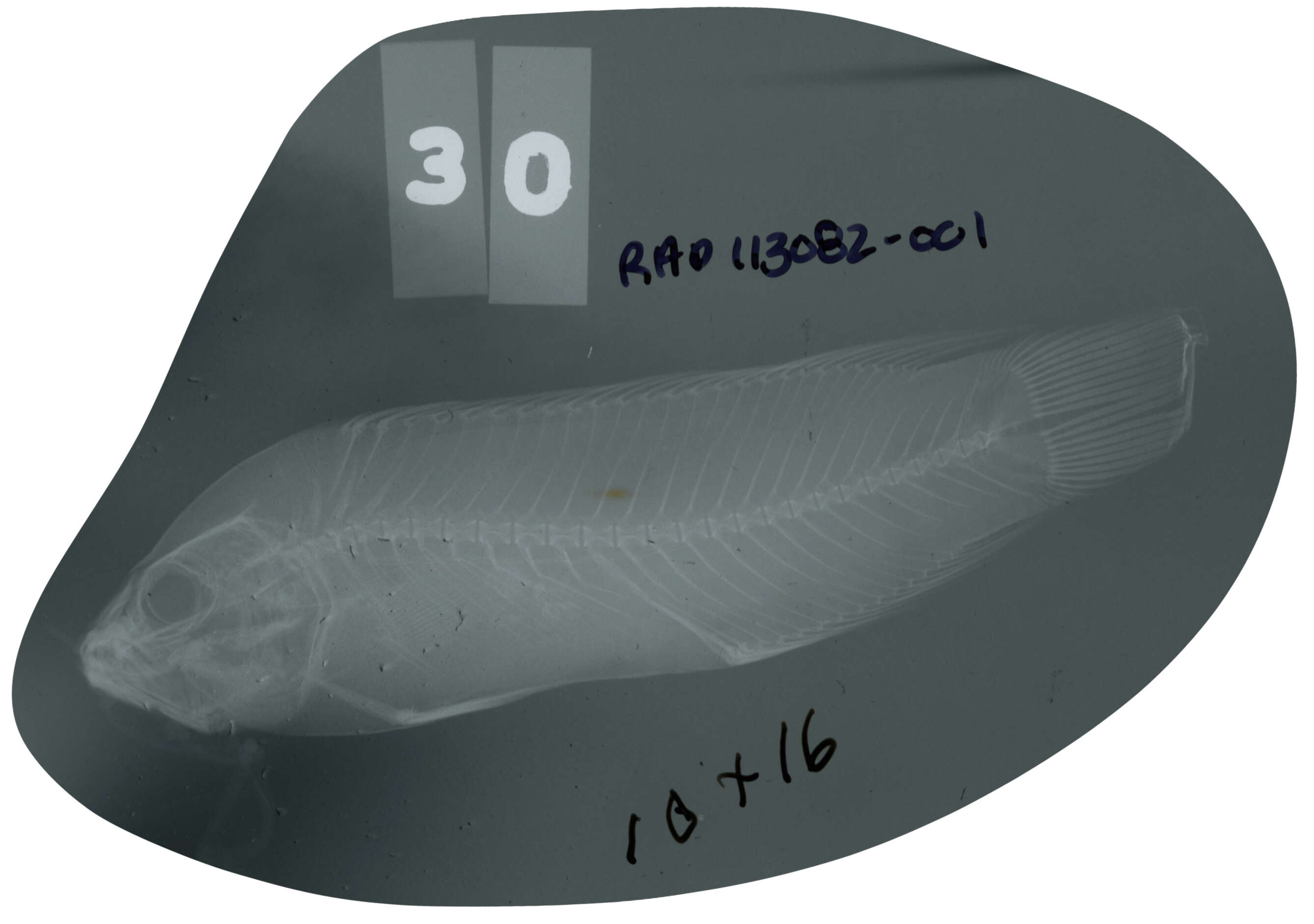 Image of Bandit dottyback