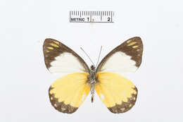 Image of Delias dorylaea Felder & Felder 1865