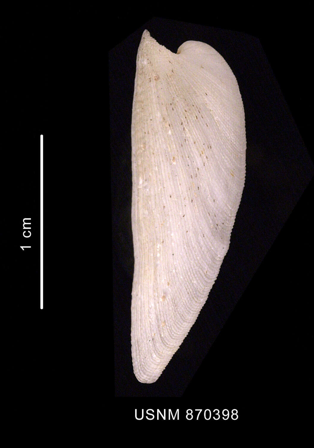 Image of Parmaphorella melvilli (Thiele 1912)