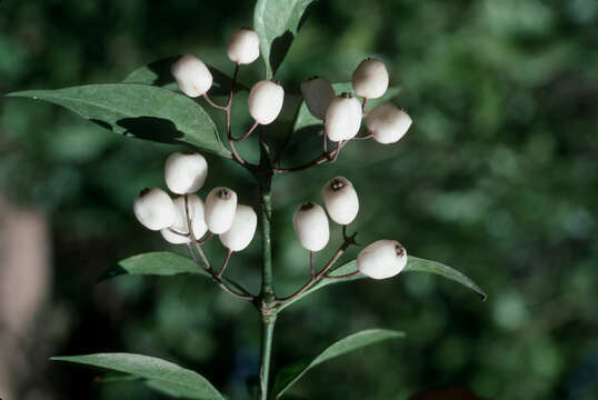 Image of West Indian milkberry