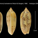 Image of Oliva barbadensis Petuch & Sargent 1986