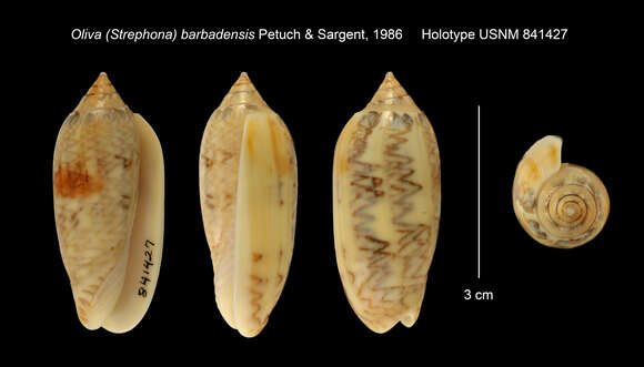 Image de Oliva barbadensis Petuch & Sargent 1986