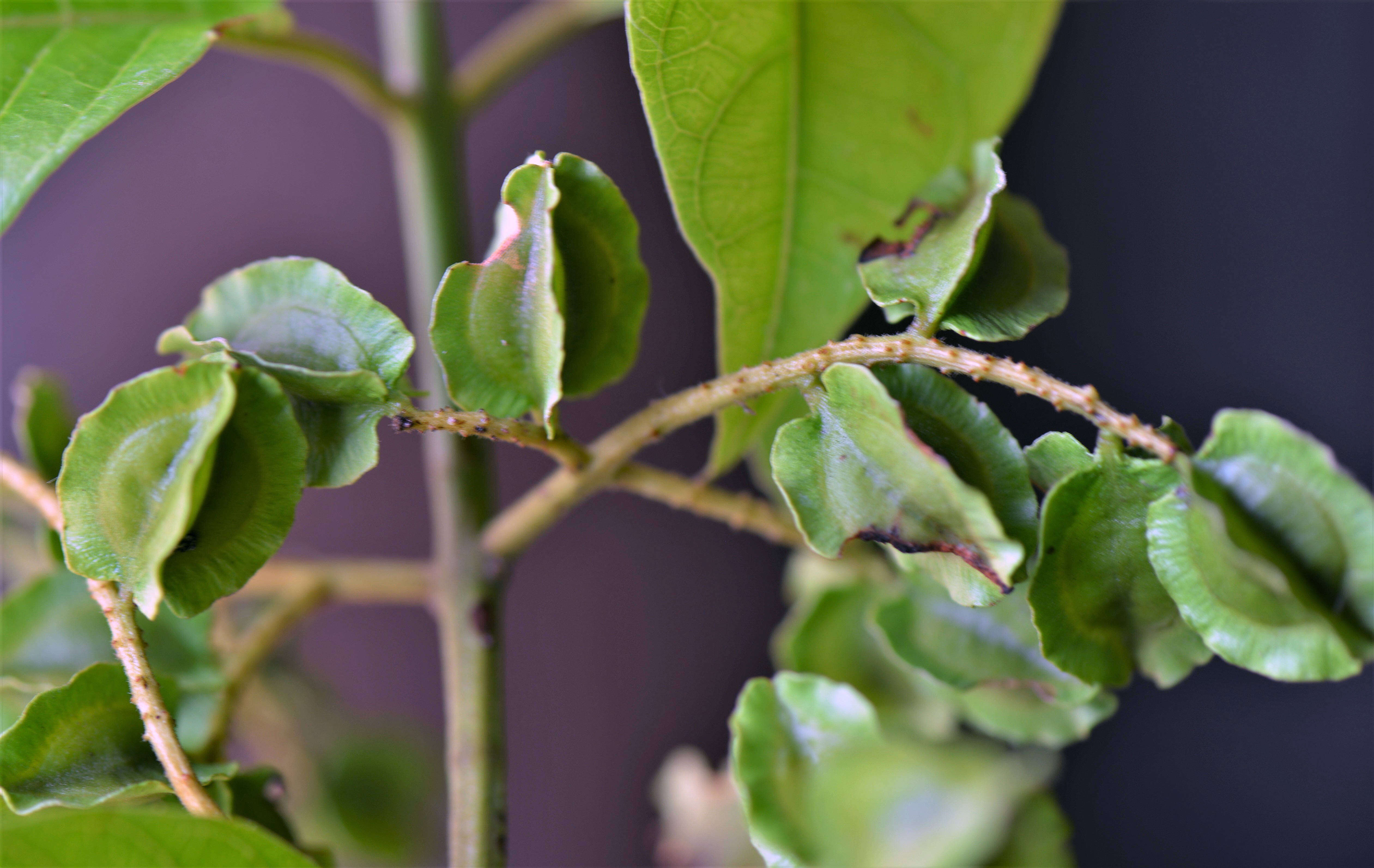 Image of Combretum Loefl.