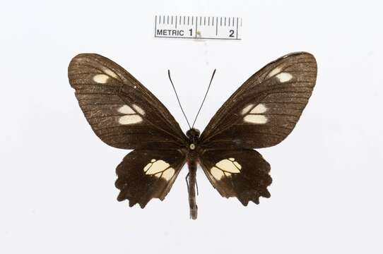 Image of Parides chabrias (Hewitson 1852)