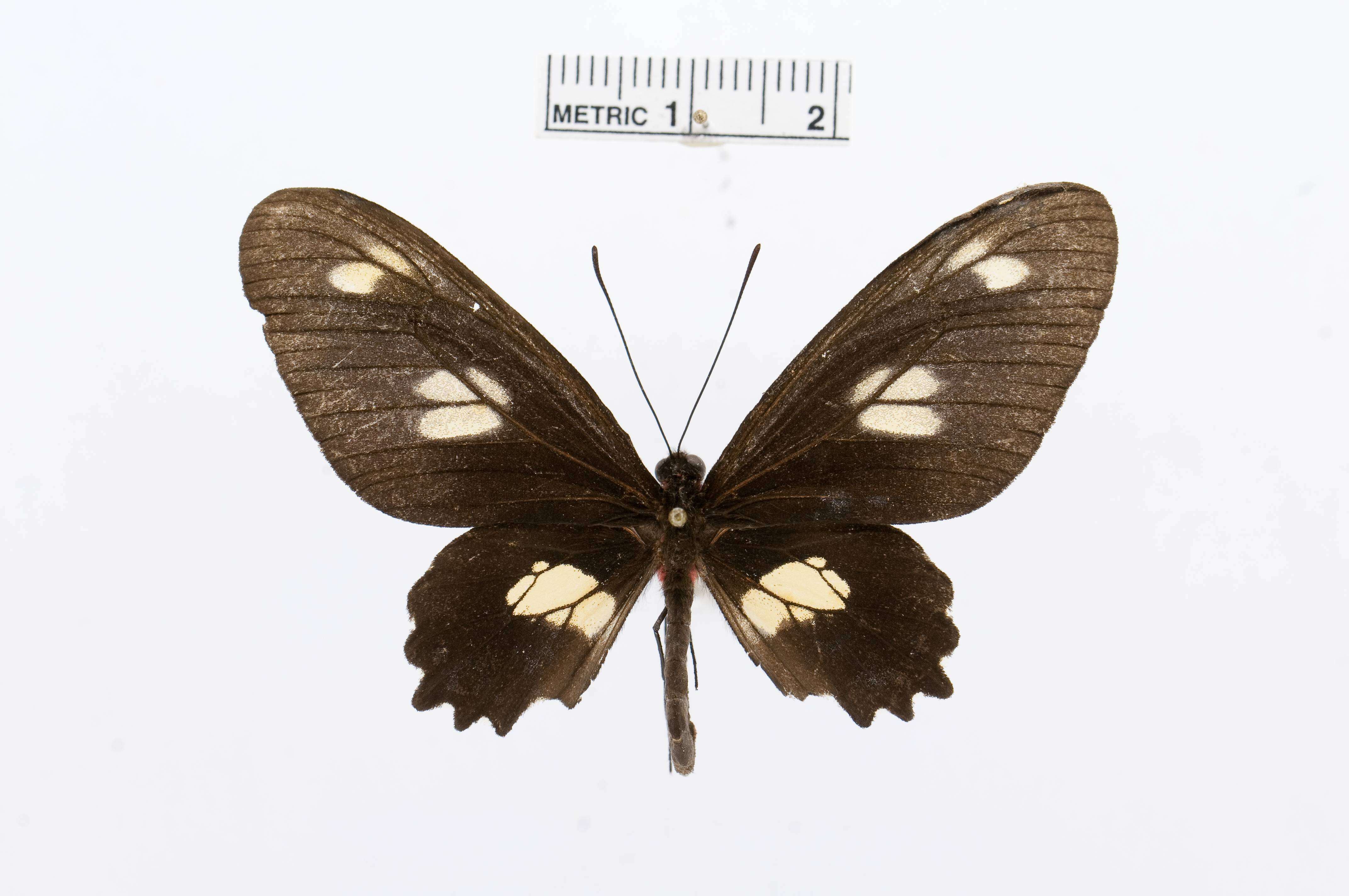 Слика од Parides chabrias (Hewitson 1852)