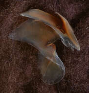 Image of arrow-finned squid