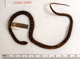 Image of Spotted Coffee Snake