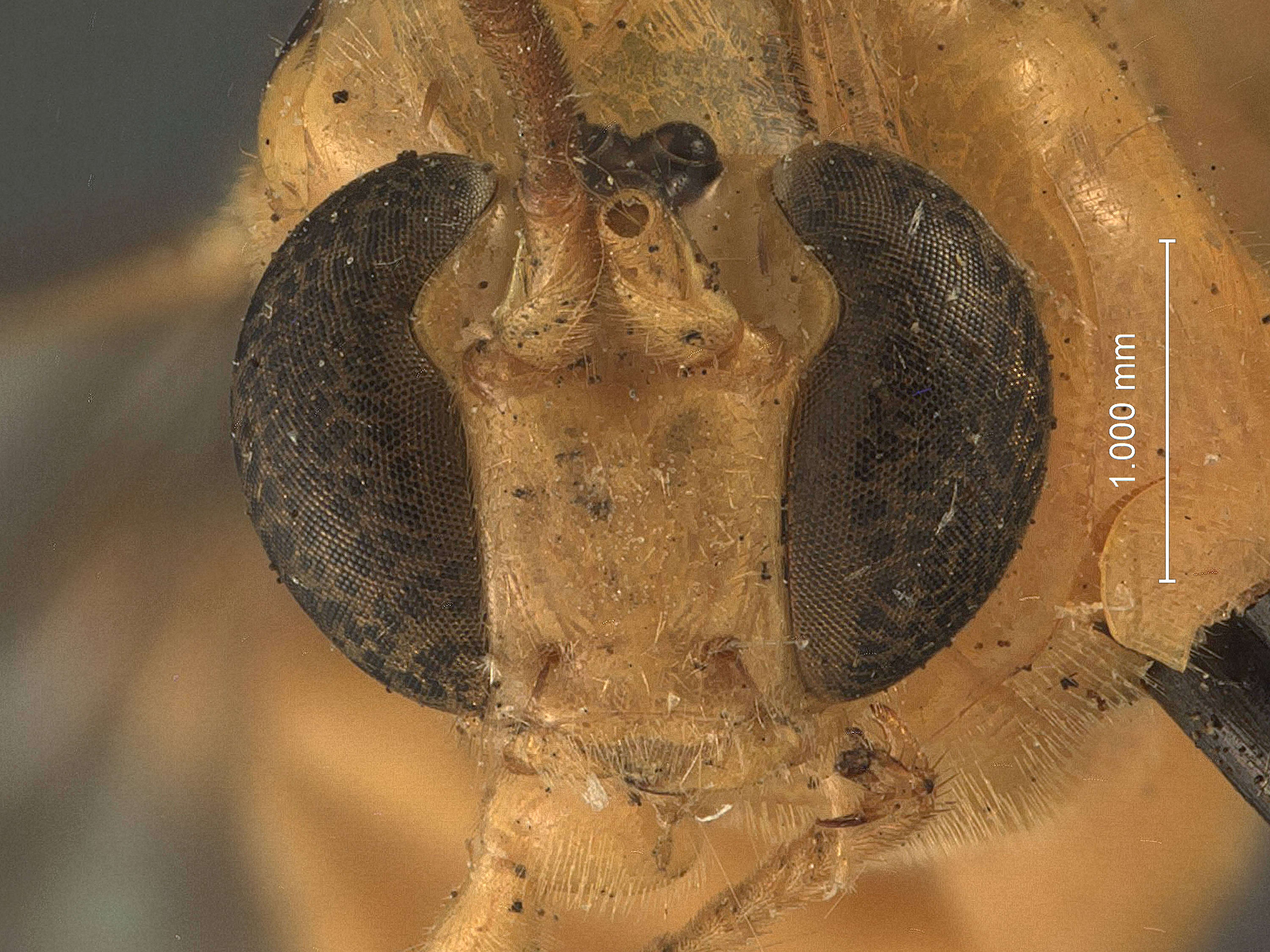 Image de Xanthopimpla densa Townes & Chiu 1970