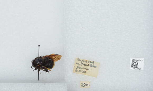 Image of Bombus breviceps Smith 1852