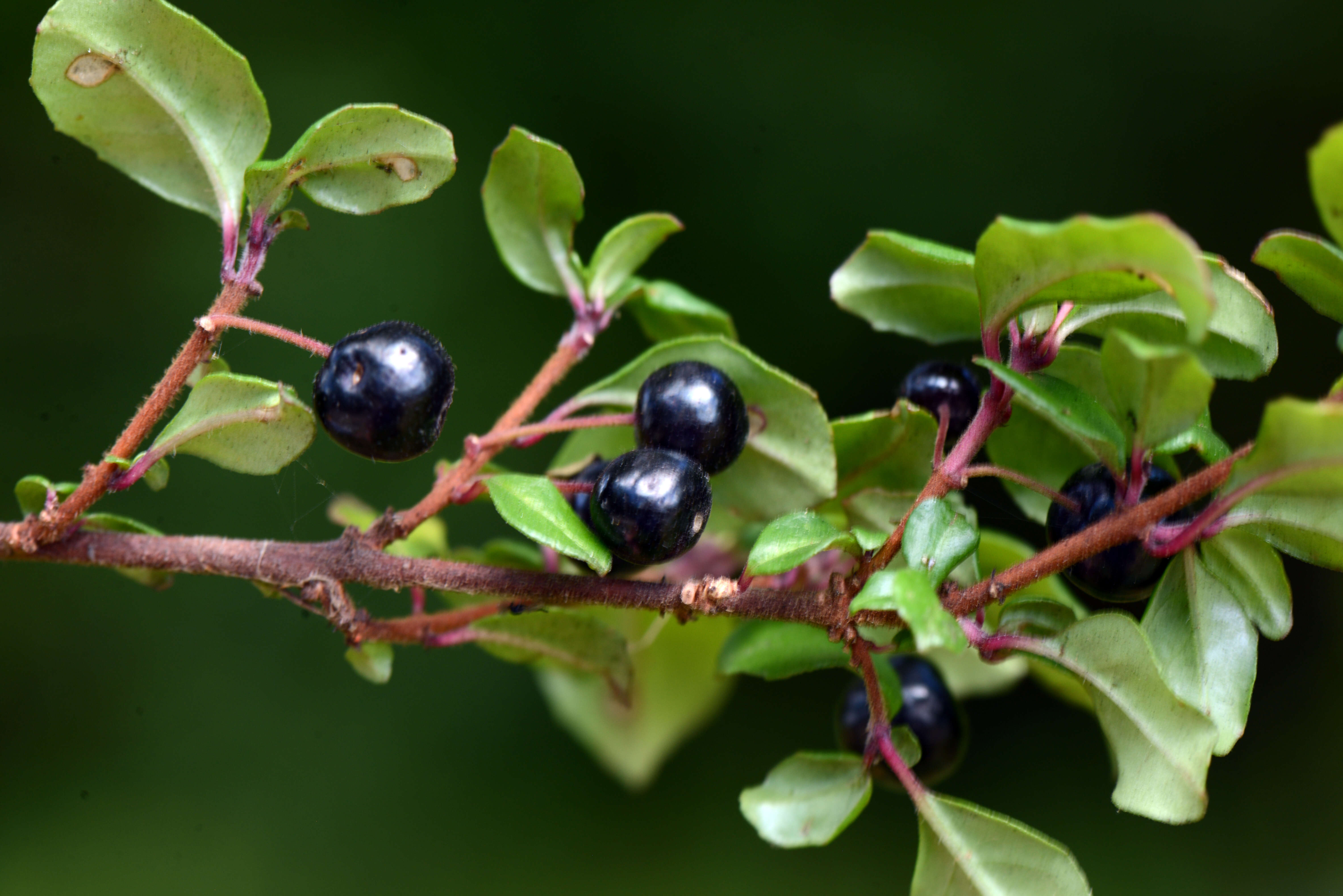 Image of Fuchsia microphylla subsp. quercetorum Breedlove