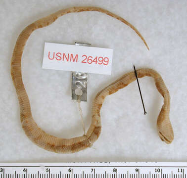 Image of Mexican Lyre Snake