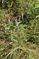 Image of mock pennyroyal