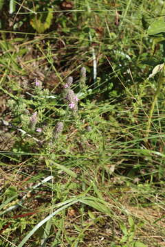 Image of mock pennyroyal