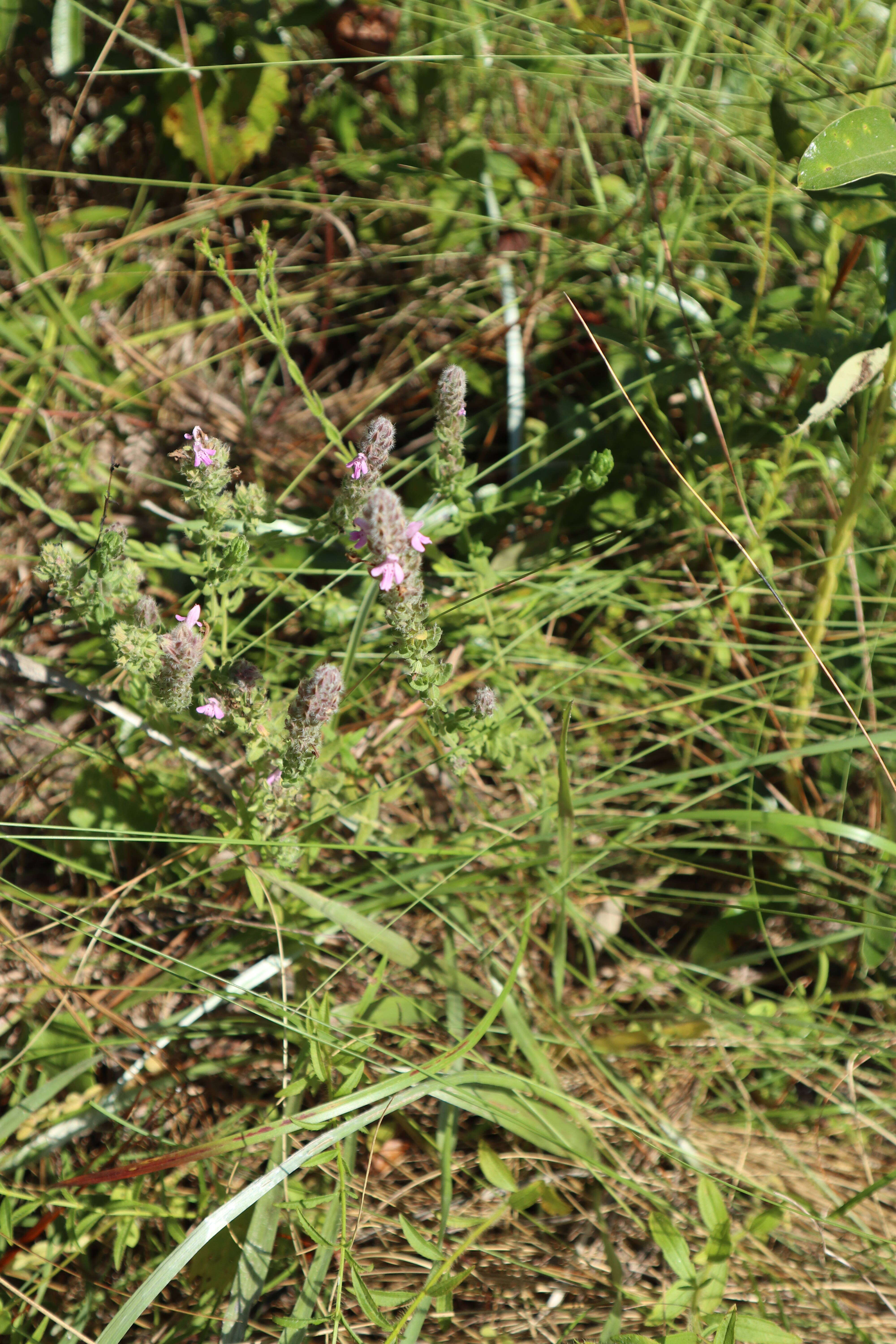 Слика од Stachydeoma