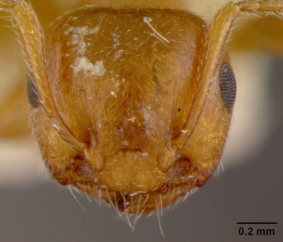 Image of Crematogaster hespera Buren 1968