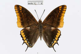 Charaxes jasius Linnaeus 1767的圖片