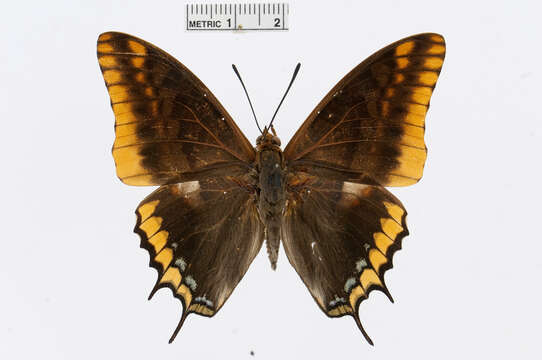 Charaxes jasius Linnaeus 1767的圖片