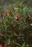 Image of royal catchfly