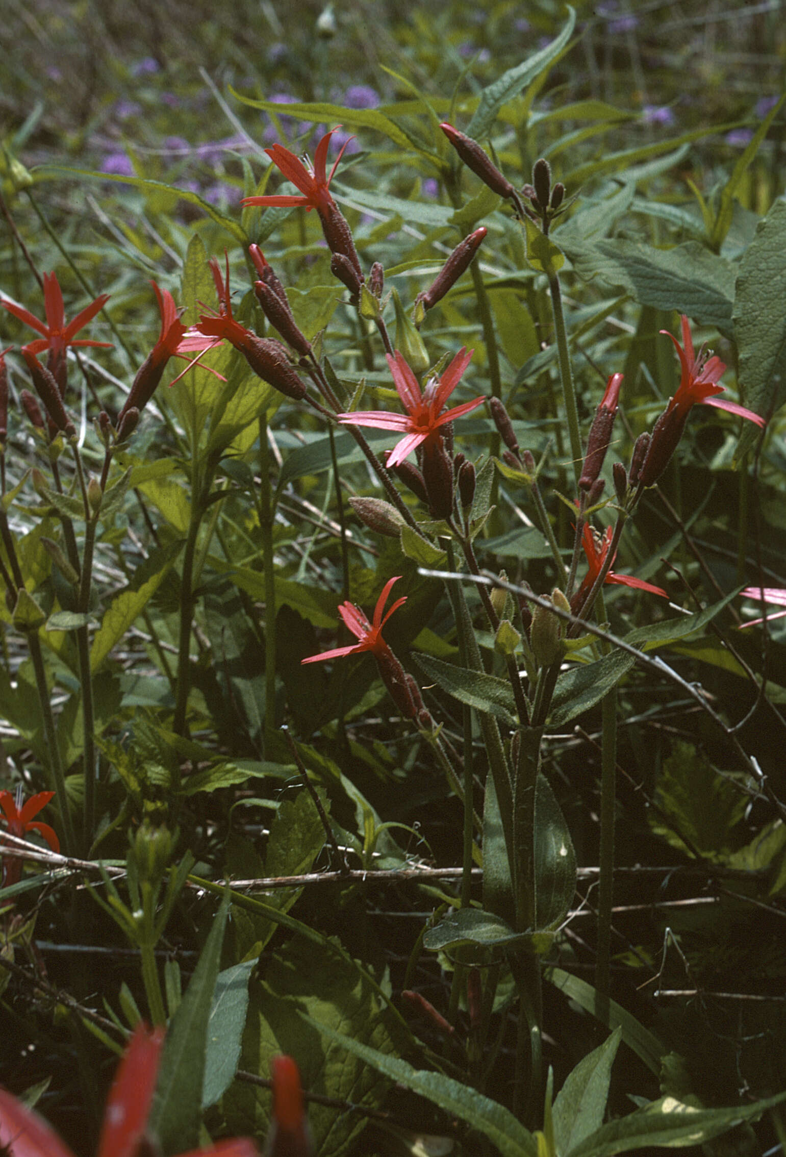 Image of royal catchfly
