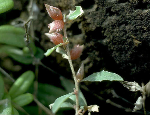 Image of Australian saltbush