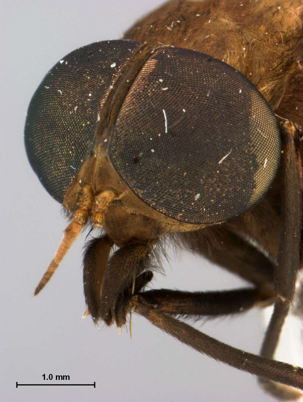 Image of Cydistomyia brunnea Burger 1982