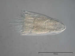 Image of Spinoloricus Heiner & Neuhaus 2007