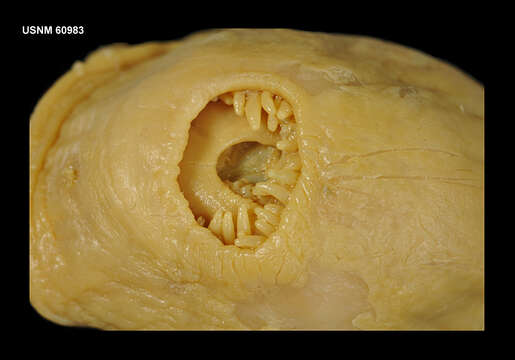 Isosicyonis alba (Studer 1879)的圖片