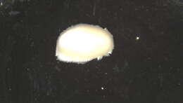 Image of Plathymenia Schwabl 1961
