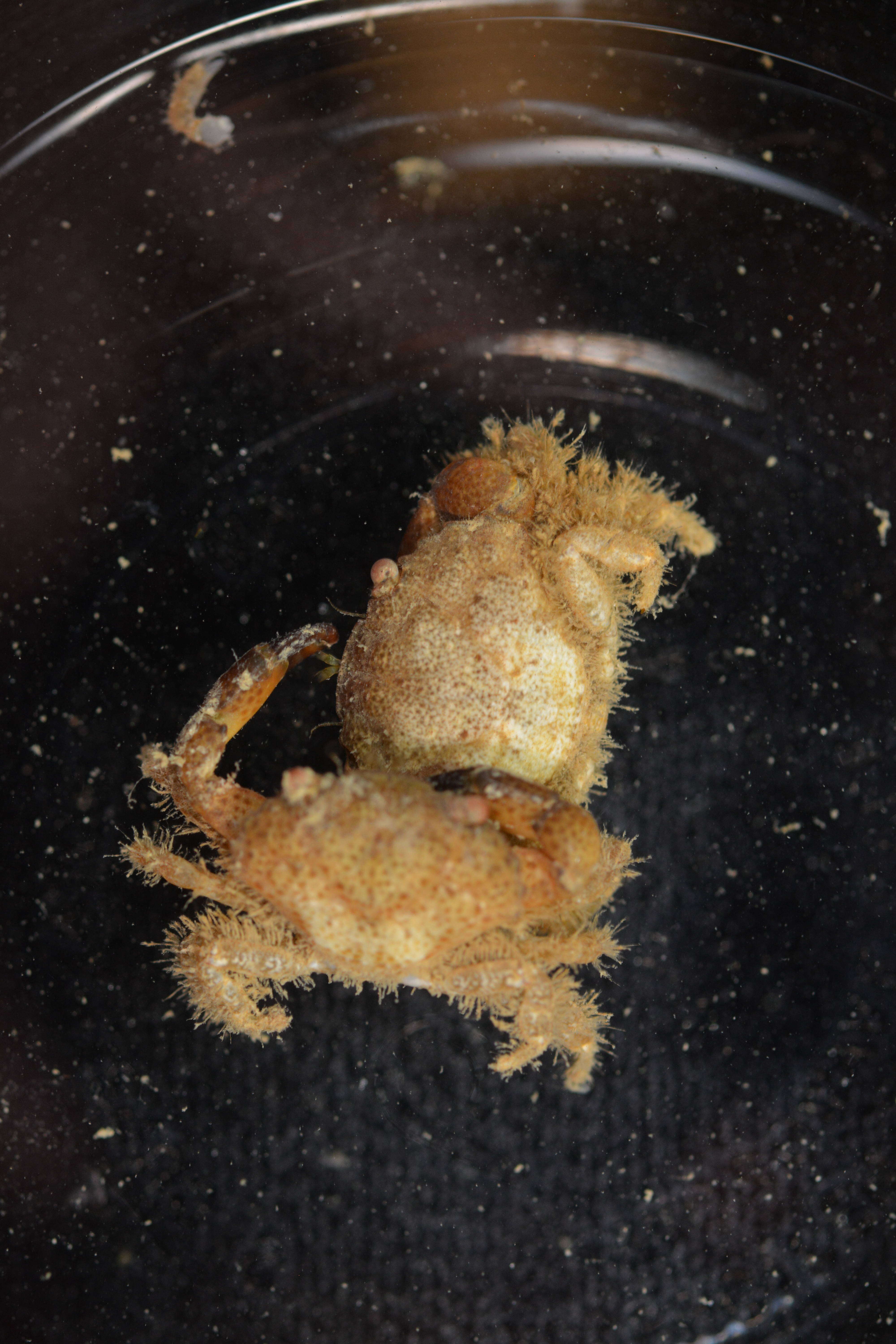 Image of Xanthidae