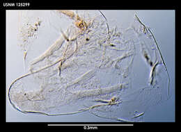 Image of Brochia bulata Newman & Ross 1971