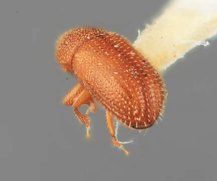 Image de Spermophthorus