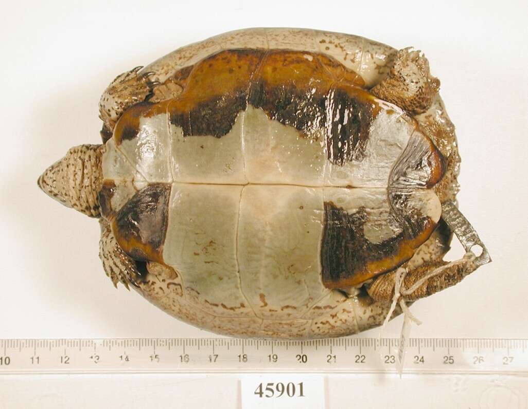 Image of Black River Turtle