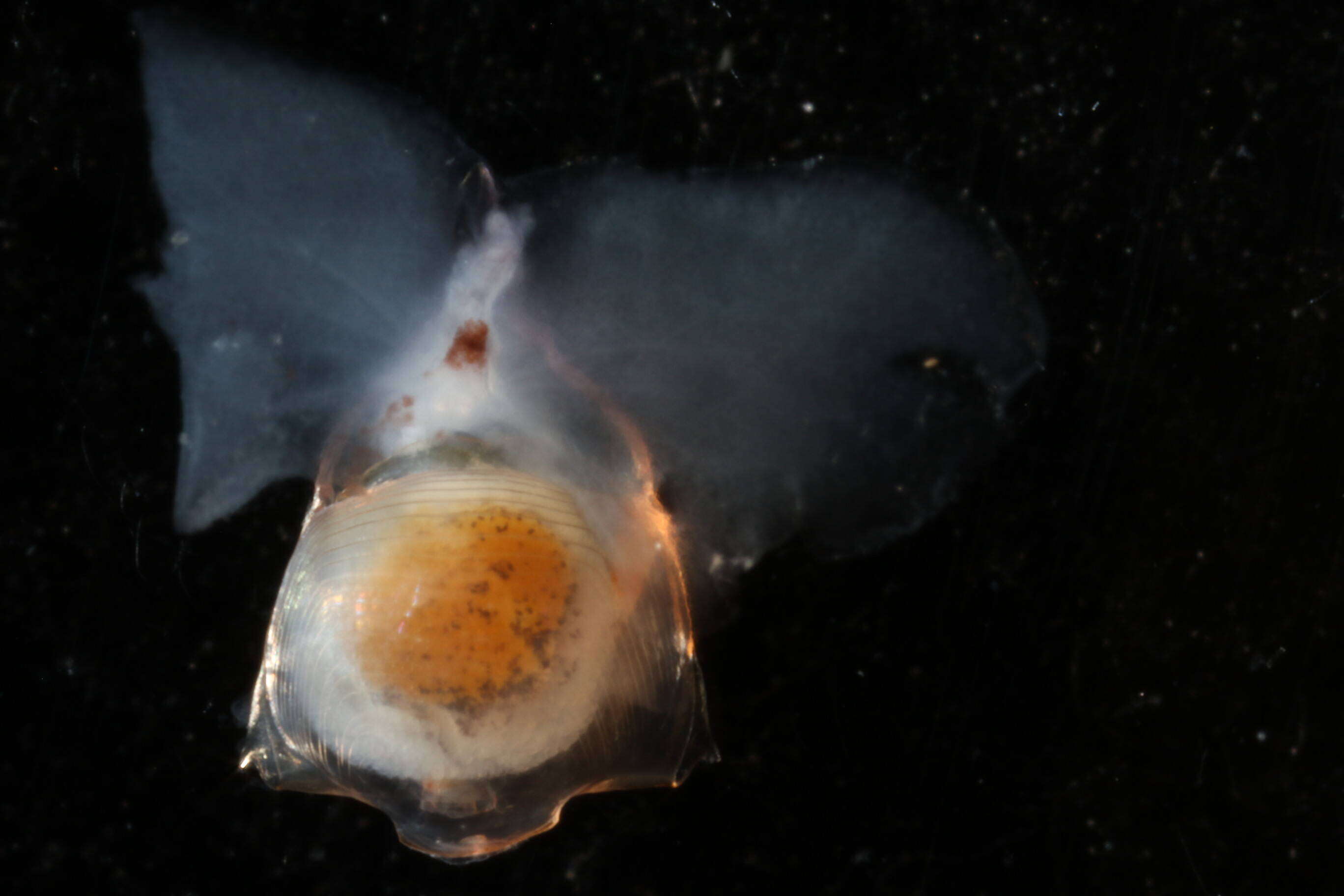 Image of Diacavolinia longirostris (Blainville 1821)