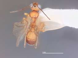 Image of Choreborogas birostratus Whitfield 1990